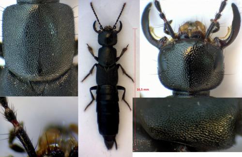 Réf. 286 985 : Tasgius globulifer